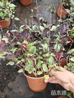 高度25厘米吸毒草