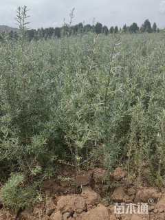 高度30.厘米沙棘小苗