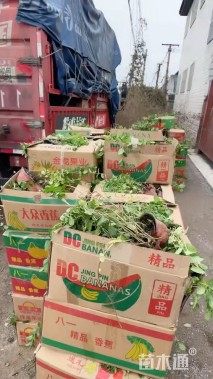 高度40厘米薄荷