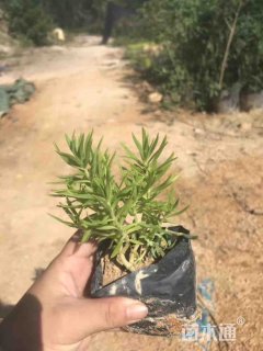 高度10厘米佛甲草