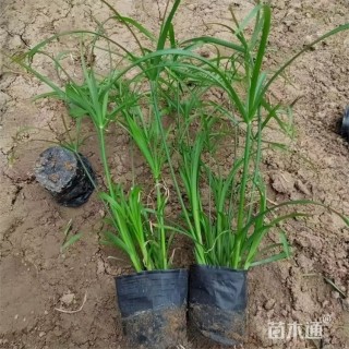 高度30厘米风车草