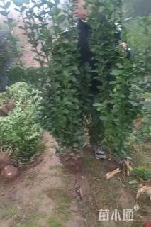 高度180厘米北海道黄杨