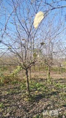 11公分加拿大紫荆