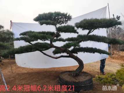 30公分造型油松