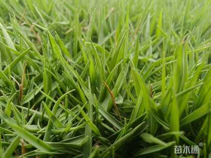 草毯状百慕大草