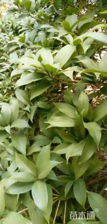 32公分桂花