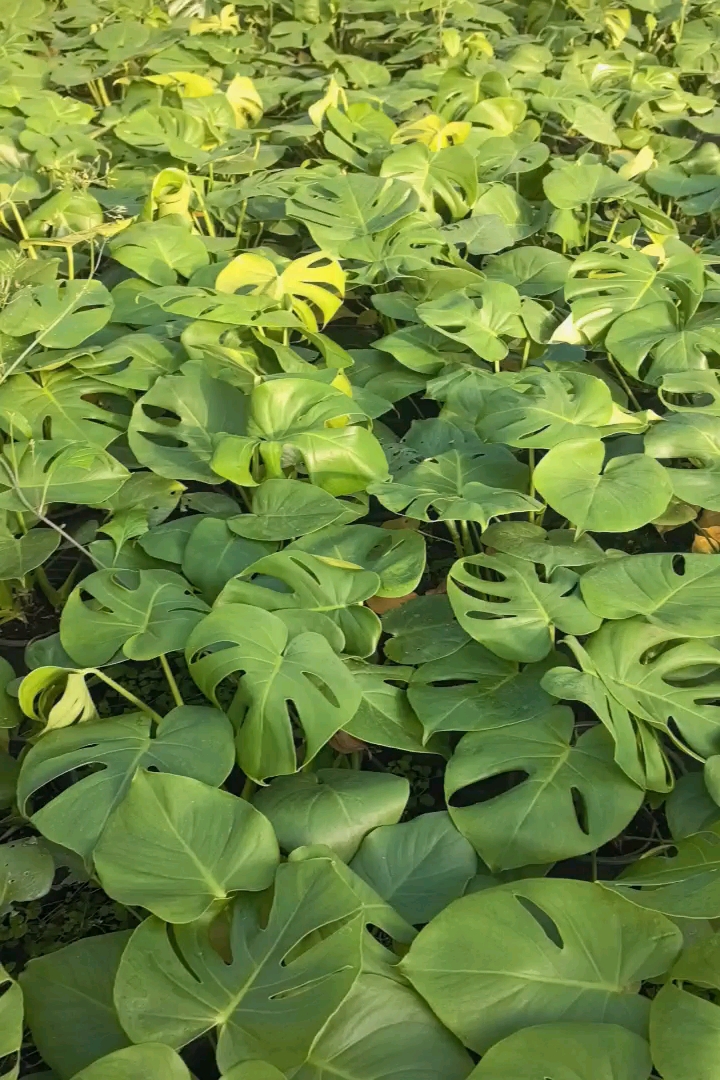 1厘米龟背竹