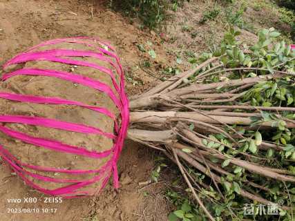 高度250厘米丛生紫薇