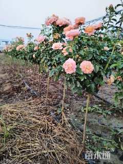 高度80厘米月季