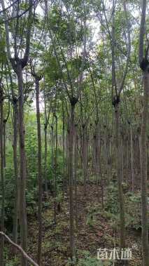 10公分栾树