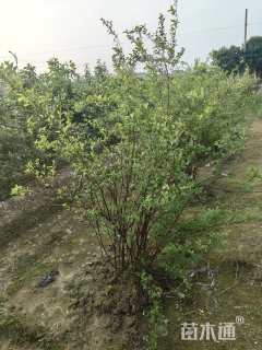 高度150厘米菱叶绣线菊