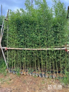 容器苗罗汉竹