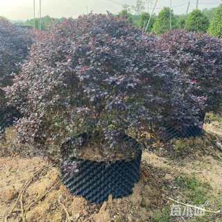 冠幅80厘米红花继木球