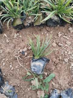 高度8厘米玉龙草