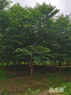 6公分染井吉野樱