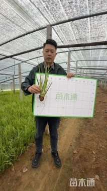 高度35厘米金叶石菖蒲