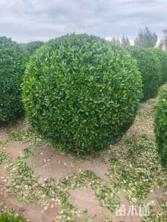 高度150厘米小丑火棘球