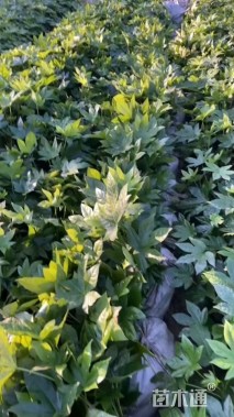 高度30厘米八角金盘