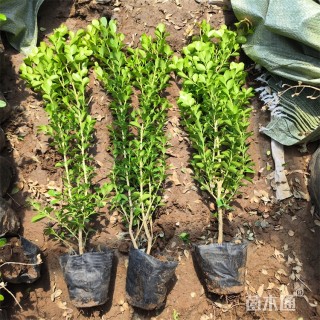 高度45厘米瓜子黄杨