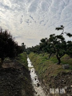 18公分造型黑松