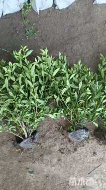 高度40厘米栀子花