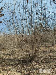 高度400厘米丛生五角枫