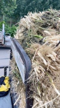 高度50厘米芦苇