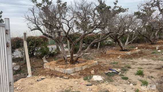 20公分造型石榴树