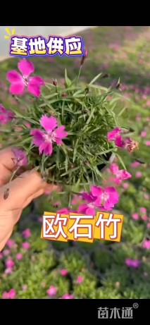 高度15厘米欧石竹