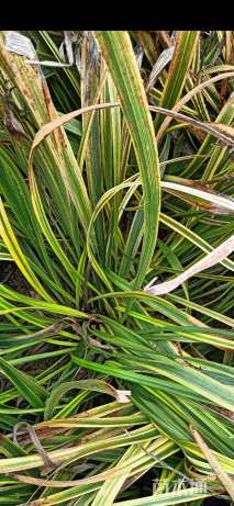 高度25厘米丛生福禄考