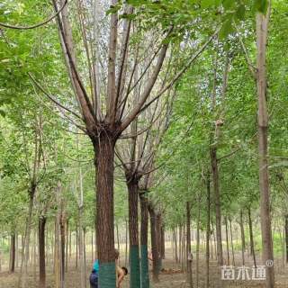 20公分旱柳