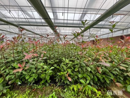 0.1公分红叶石楠