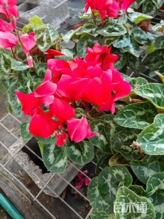 高度30厘米仙客来