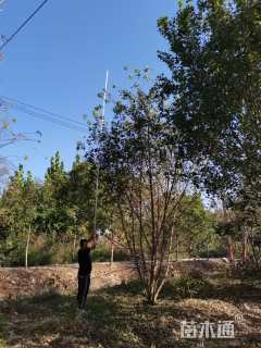 高度500厘米丛生元宝枫