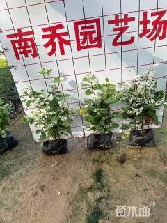 高度25厘米雪花木