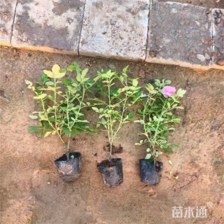 高度55厘米玫瑰