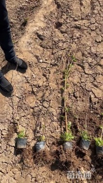 高度80厘米珍珠梅