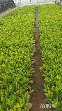 高度20厘米龙船花