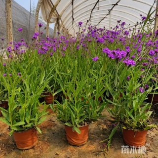 高度30厘米马鞭草