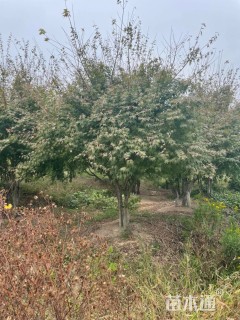 高度350厘米丛生鸡爪槭