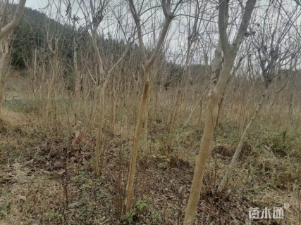 15公分紫薇