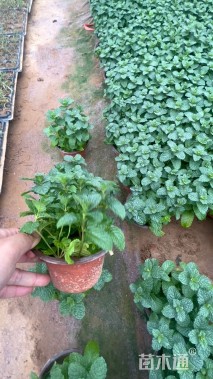 高度15厘米薄荷