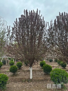 18公分绚丽海棠