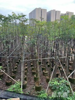 10公分黄山栾树