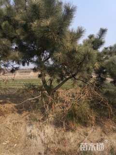 高度500厘米黑松