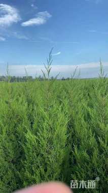 高度220厘米塔柏