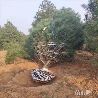 高度400厘米白皮松