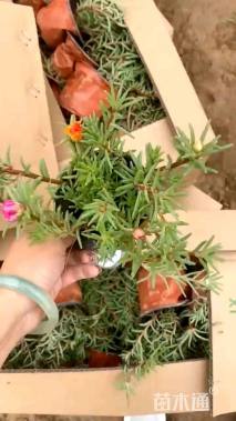 高度20厘米半枝莲