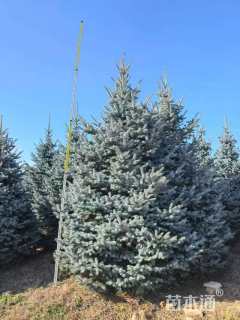 高度200厘米美国蓝杉