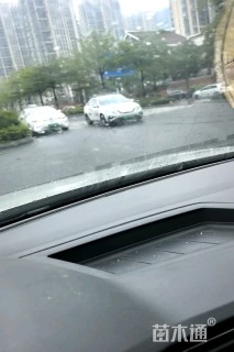 40公分香樟